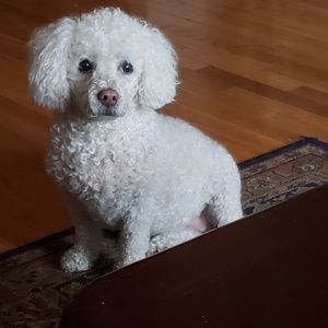 Meet your Posher, Heidi